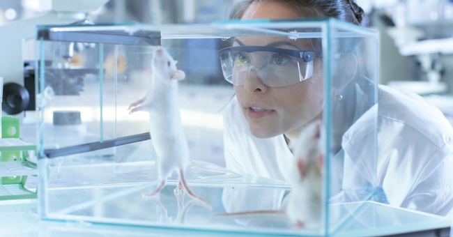 Labor Ratte © Shutterstock