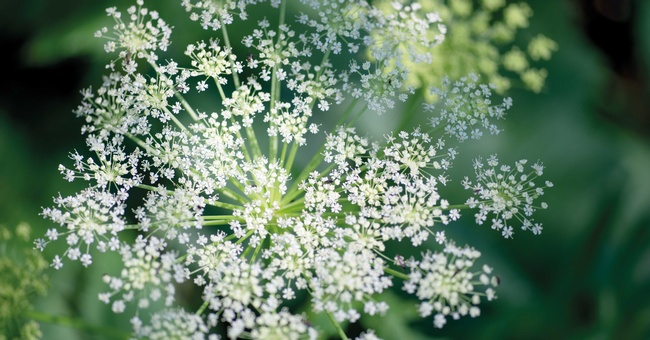 Doldenblütler sind durch den charakteristischen Blütenstand leicht zu erkennen.  © Shutterstock