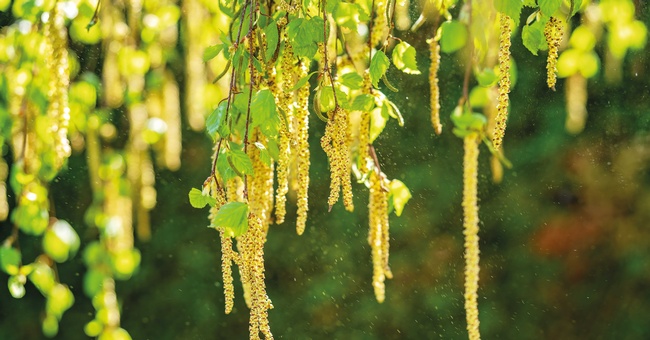 Die aktuelle Belastungswelle wird v. a. von den beiden Frühblühern Esche und Birke verursacht und dauert voraussichtlich bis Mitte Mai. © Shutterstock