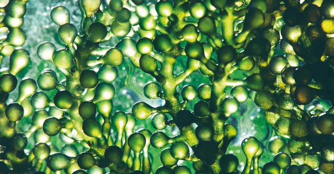Algenöle werden aus Mikroalgen gewonnen und dienen als direkte pflanzliche Quelle für Omega-3-Fettsäuren.  © Shutterstock