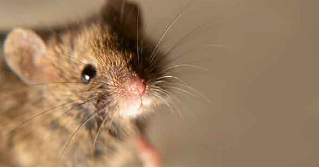 Mäuse © Shutterstock