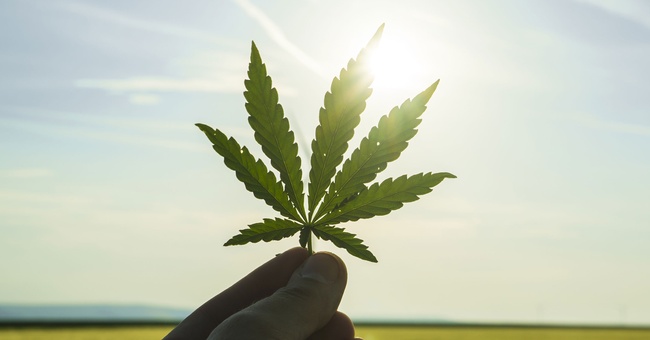 Cannabis-Blatt © Shutterstock