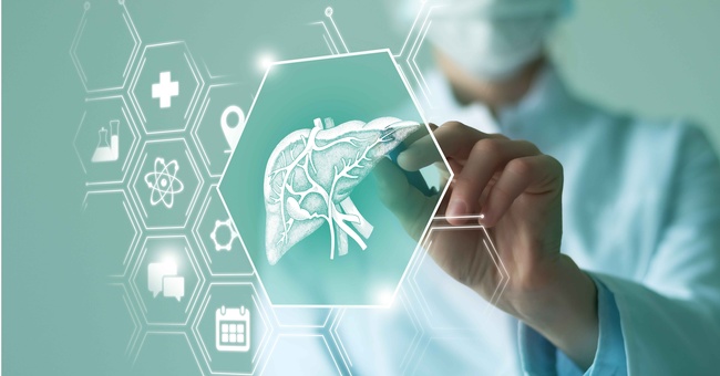 Leber © Shutterstock