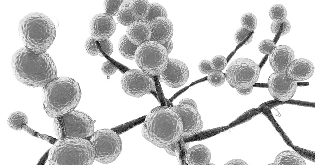 Candida Auris © Shutterstock