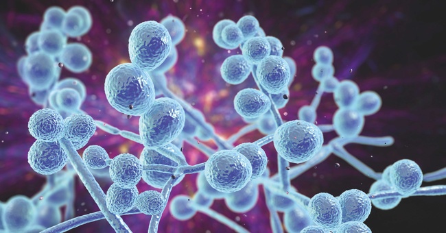 Gesundheits­gefährdende Pilze © Shutterstock