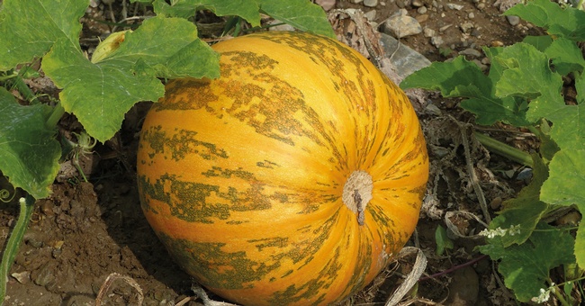 K&uuml;rbis &copy; Shutterstock