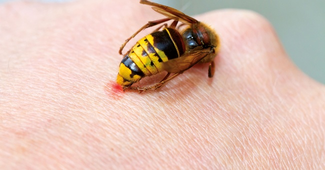 Wespen- und andere Insektenallergien sind in Nord-, West- und MItteleuropa häufig, jedoch nicht im Süden. © Shutterstock