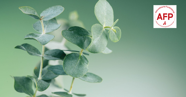 Eukalyptus © Shutterstock