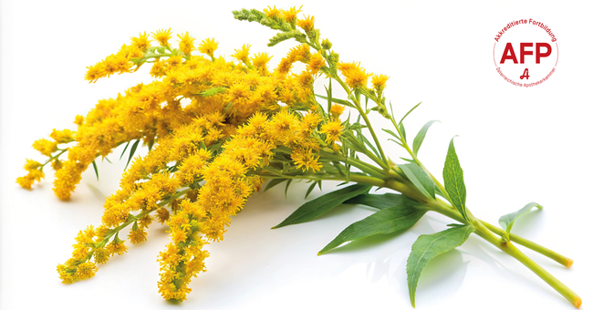 Goldrute © Shutterstock/APOVERLAG