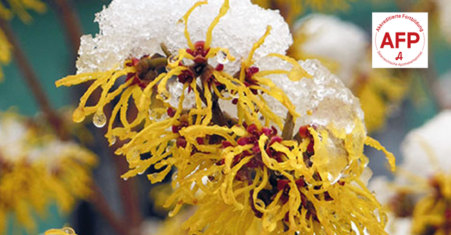 Hamamelis © Shutterstock/APOVERLAG
