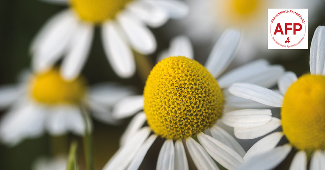 Kamille © Shutterstock/APOVERLAG