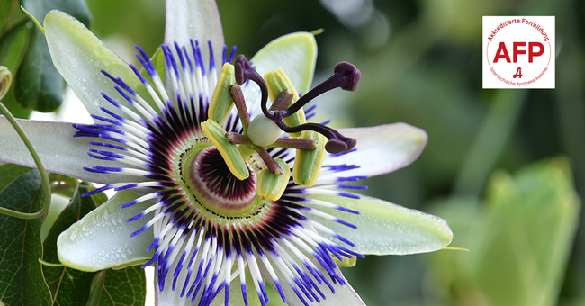 Passionsblume &copy; Shutterstock/APOVERLAG