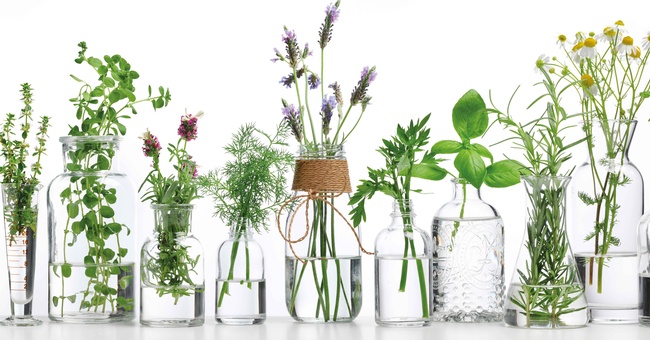 Die intensive Forschung auf dem Gebiet der Phytotherapie liefert immer wieder neue therapeutische Optionen vorhandener Heilpflanzen. © Shutterstock