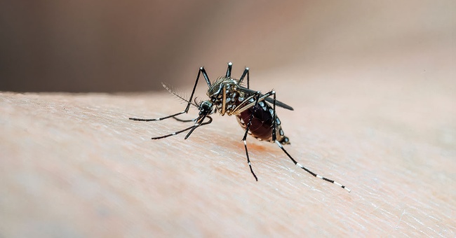 Vektorübertragene Infektionskrankheiten  © shutterstock