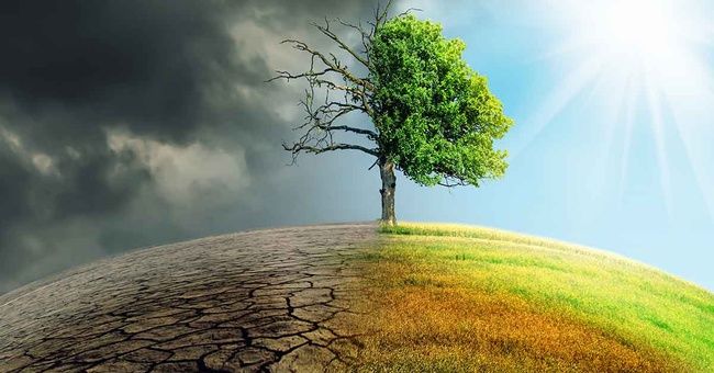 Klimawandel. Baum in der Sonne und im Regen. © Shutterstock