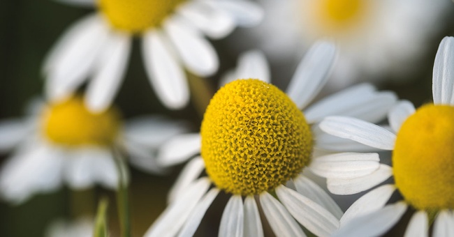 Blütenköpfchen der Kamille © shutterstock