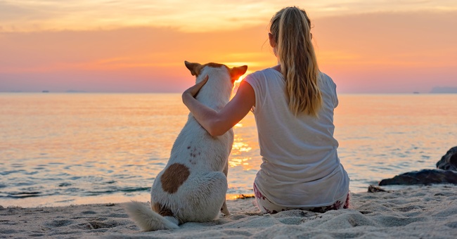 Hund am Strand © Shutterstock