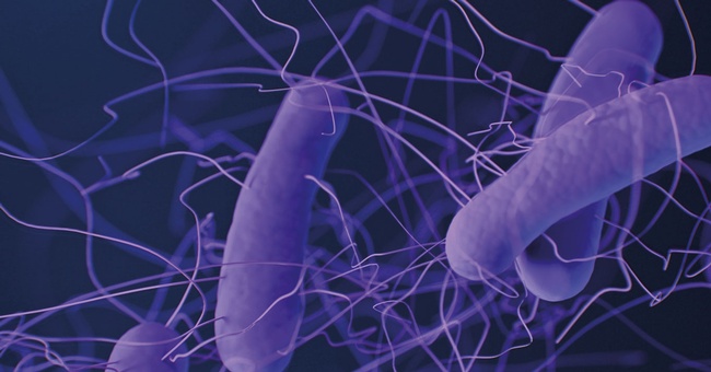 Clostridioides difficile besiedelt den Darm und ist der Erreger der pseudomembranösen Kolitis, deren Häufigkeit und Schwere in den letzten Jahren zugenommen hat. Besonders die Ribotypen 027 und 078 kommen vermehrt vor, sind hochvirulent und produzieren große Mengen an Toxinen. © Shutterstock