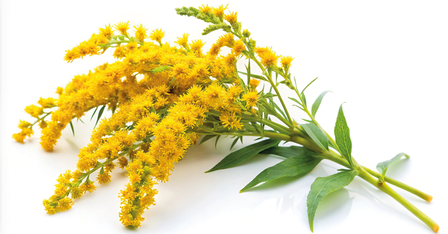 Die leuchtend  gelben Blüten der Riesengoldrute stehen in dichten, endständigen traubigen oder rispigen Blütenständen. © AdobeStock