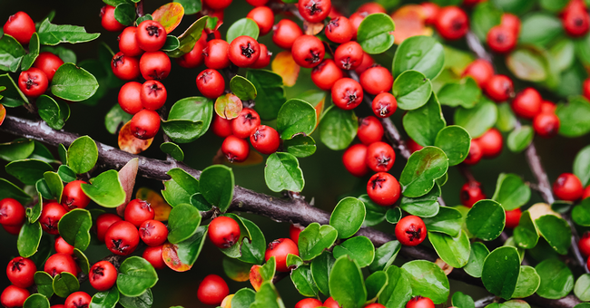 Bärentrauben © Shutterstock