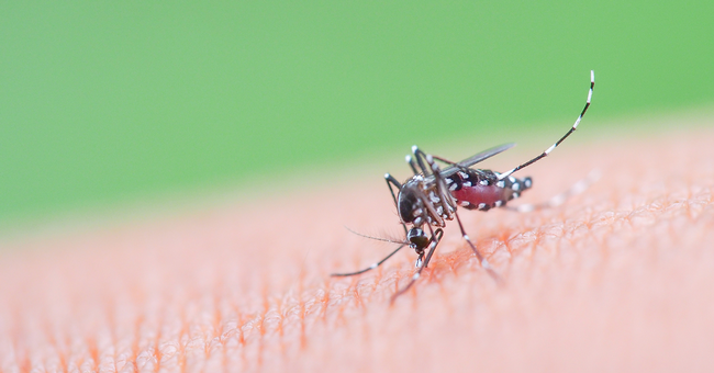 Chikungunya © Shutterstock