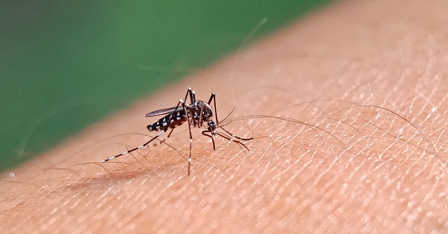Dengue-Mücke © Shutterstock