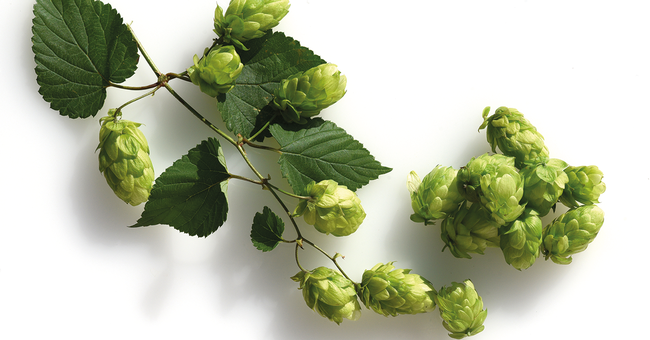 Hopfen &copy; Shutterstock
