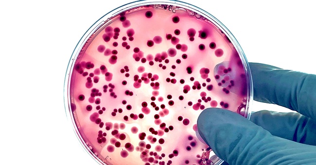 Darmbakterien © Shutterstock