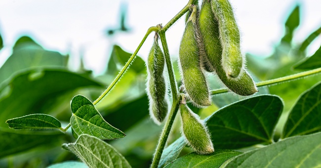 Soybean Crop in Brazil © Shutterstock