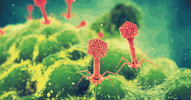 Bakteriophagen © Shutterstock