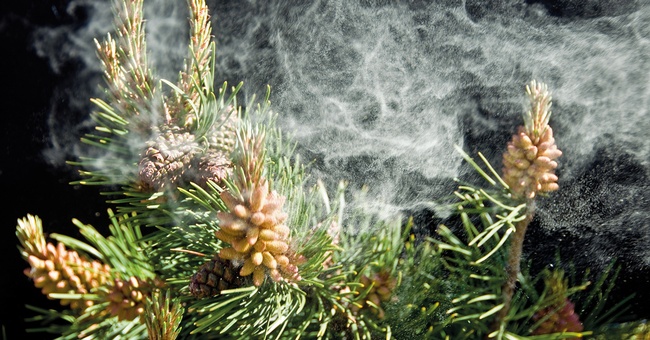 Pollen © iStock