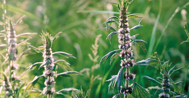 Phyto &copy; iStock