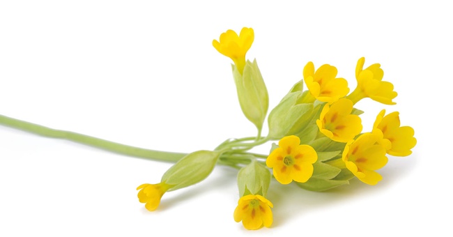 Schlüsselblume © Shutterstock