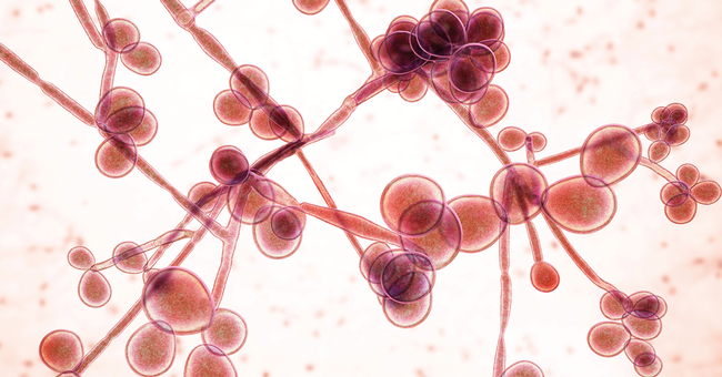 Candida gehört zur normalen Flora. Eine invasive Infektion tritt in der Regel nur bei immunsupprimierten und/oder hospitalisierten Patient:innen auf, insbesondere bei denjenigen, die eine Operation hatten oder Breitspektrum-Antibiotika erhalten. © Shutterstock