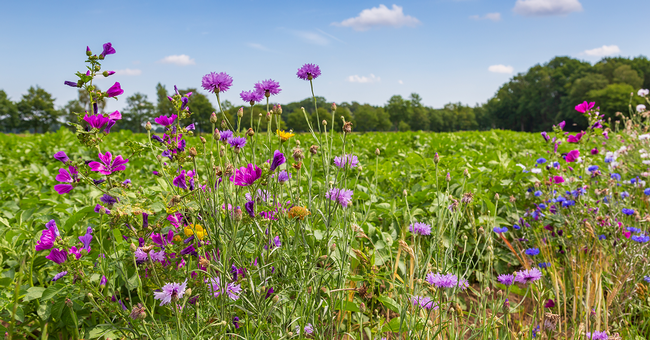 Blumenwiese © Shutterstock