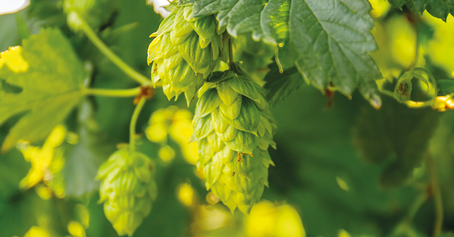 Hopfen &copy; Shutterstock