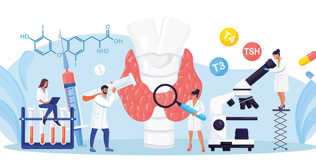 Die Thyreozyten der Schilddr&uuml;se produzieren  die lebenswichtigen Hormone T3 und T4,  die auch f&uuml;r die  Fertilit&auml;t essenziell sind. &copy; shutterstock