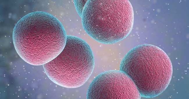 Pneumokokken sind grampositive, fakultativ anaerobe Bakterien, die paarweise angeordnet sind und über eine Kapsel verfügen. Je dicker diese ist, desto virulenter sind die Erreger. © Shutterstock