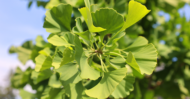 Ginkgo © Shutterstock