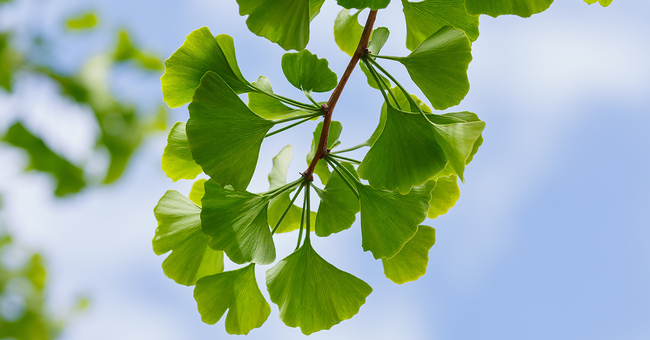Ginko © Shutterstock