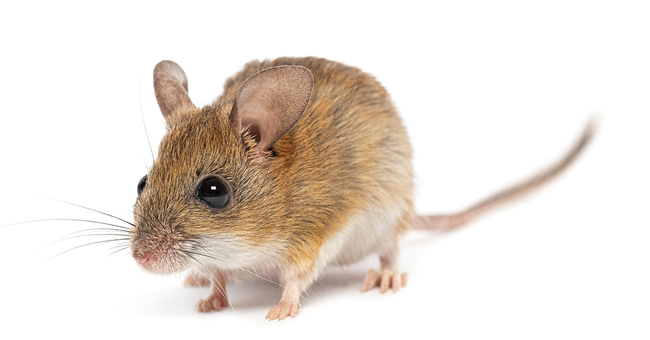 Shutterstock &copy; Shutterstock
