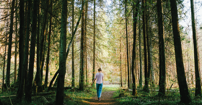 Im Wald © Shutterstock