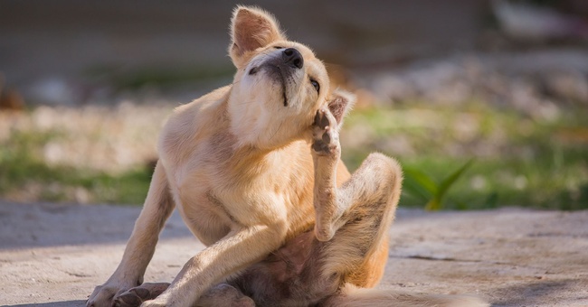 Hund kratzt sich © shutterstock