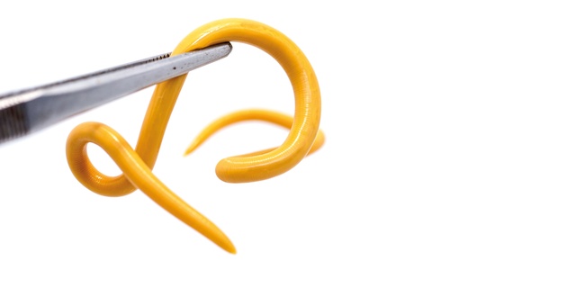 Wurm © Shutterstock