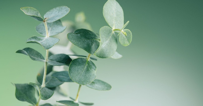 Eukalyptus © shutterstock