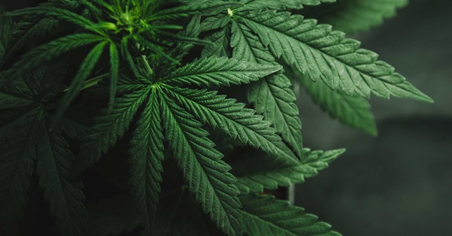 Cannabis Pflanze © shutterstock