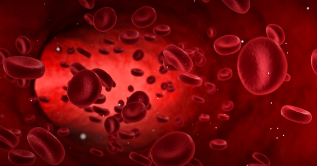 Illustration von Blutkörperchen. © Shutterstock