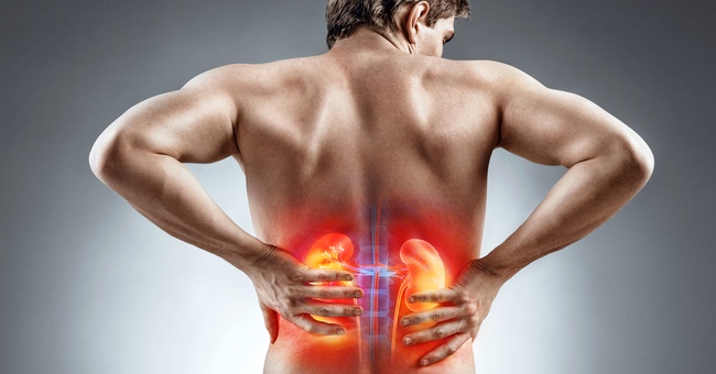 Menschliche Nieren © Shutterstock