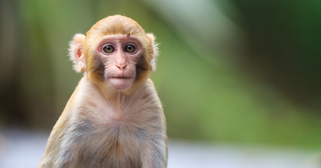 Ein Makaken-Affe. © Shutterstock