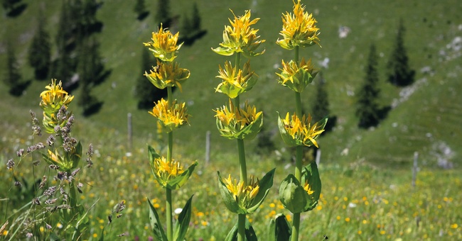 Gelber Enzian (Gentiana lutea L.) in Vollblüte © Pixabay/Hans Braxmeier